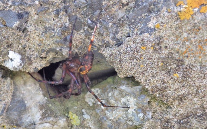 Spider in wall cavity in Pembrokeshire Copyright: Robert Fuchs