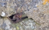 Spider in wall cavity in Pembrokeshire