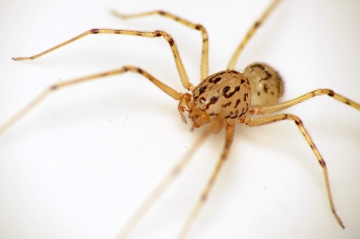 Spitting Spider (Scytodes thoracica) June-2014 III Copyright: Martin Cooper