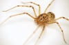 Spitting Spider (Scytodes thoracica) June-2014 III