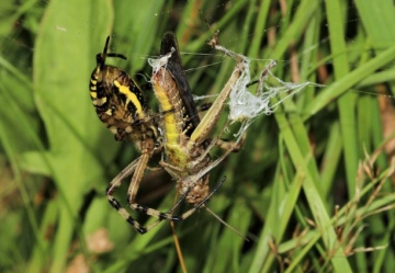 Wasp Spider eating Common field-grasshopper Day 3 Copyright: Lotus Bryony Lazuli