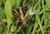 Wasp Spider eating Common field-grasshopper Day 3