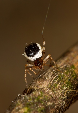 Theridion  backwalli female Copyright: Evan Jones