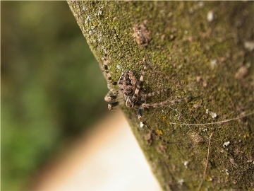 Larinioides sclopetarius Copyright: Nik Nimbus