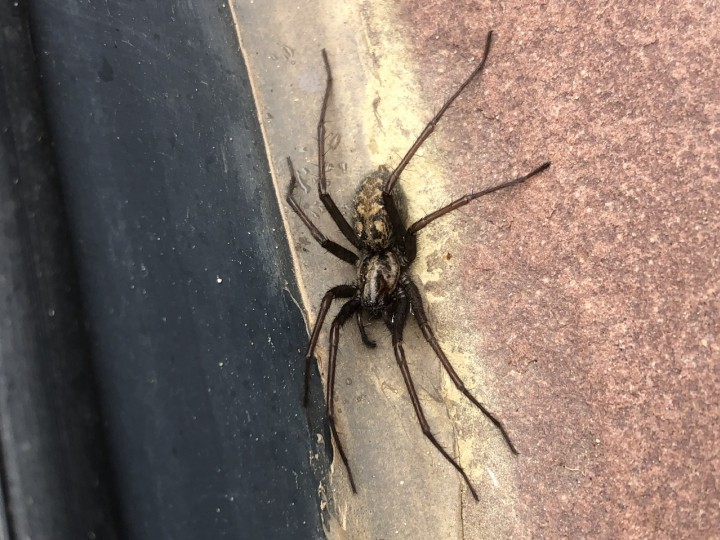Giant House Spider in Woolaston Copyright: Harry Williams