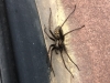 Giant House Spider in Woolaston