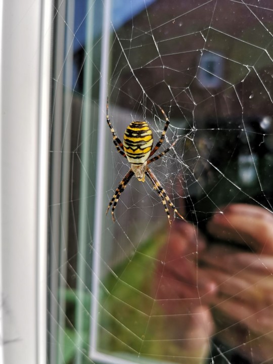 Welsh Wasp Spider Copyright: Matthew Pickersgill