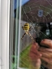 Welsh Wasp Spider