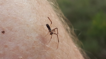 Episinus truncatus male Copyright: Vicky Gilson