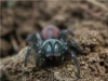 Female Atypus affinis - freshly moulted