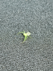 Diaea dorsata - chilling on the roof of my car