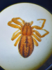 Thanatus striatus female under microscope