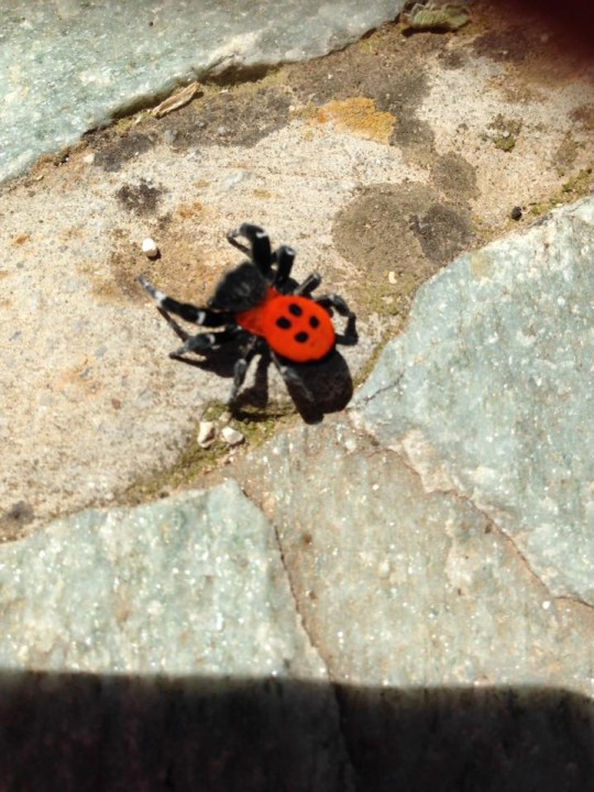 Eresus - a ladybird spider Copyright: Phillippa Clark