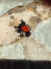 Eresus - a ladybird spider 