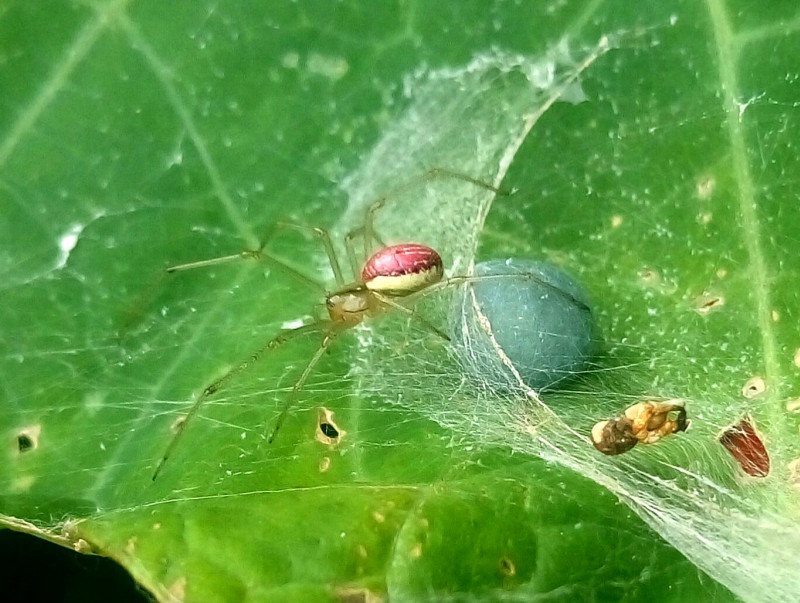 Spider on egg sac Copyright: Donald Macnab