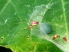 Spider on egg sac