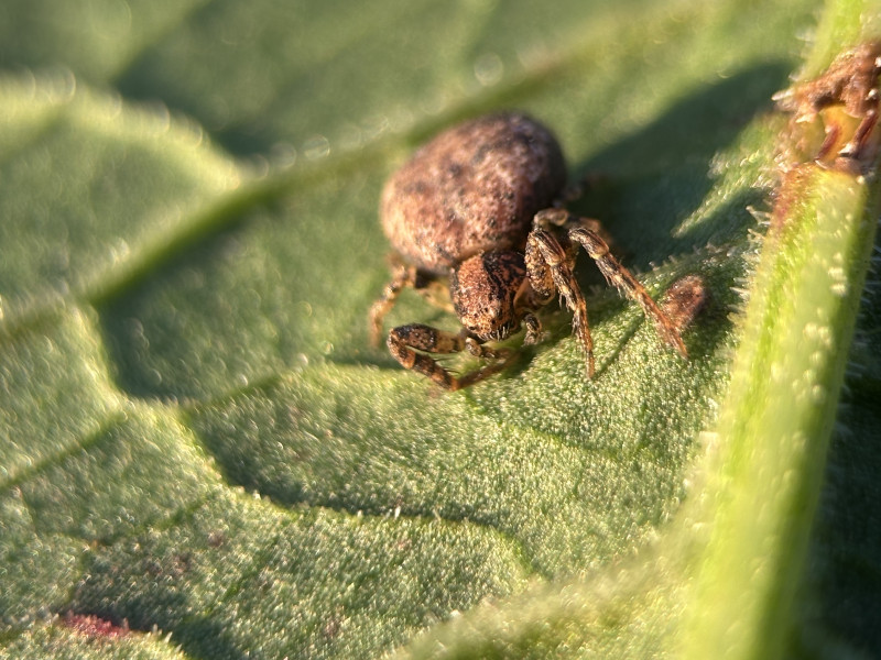 Ozyptila praticola spotted in County Durham Copyright: Ashton Bell