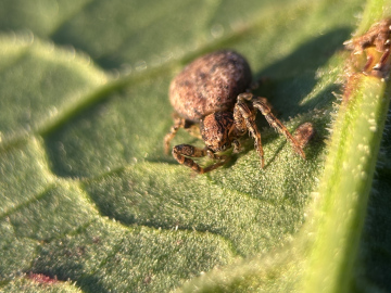Ozyptila praticola spotted in County Durham Copyright: Ashton Bell
