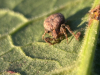Ozyptila praticola spotted in County Durham 
