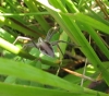 Spider on Rhos pasture