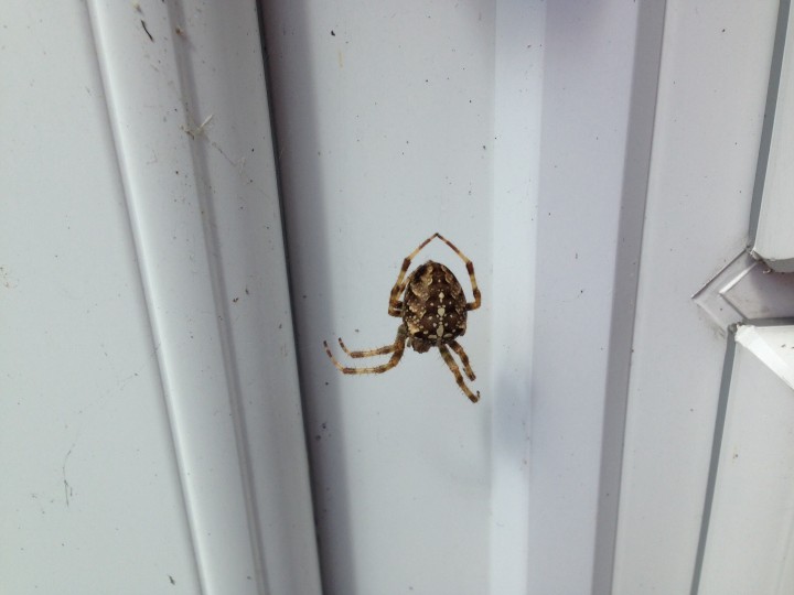 Harmless garden spider. Glad this was outdoors Copyright: Vanessa Barritt