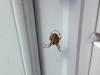 Harmless garden spider. Glad this was outdoors