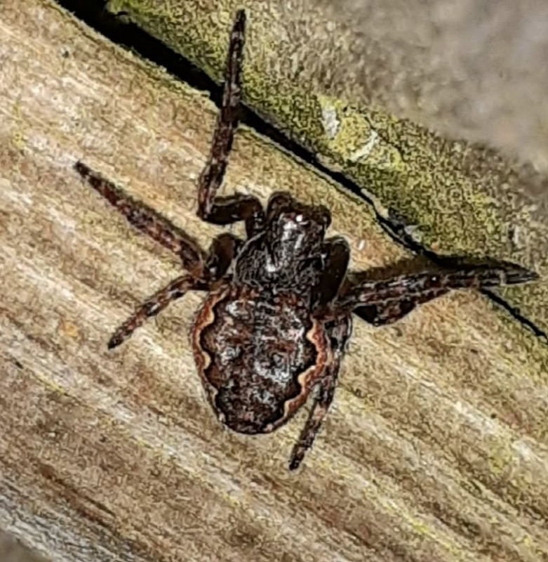 Walnut Orbweb Spider. Nuctenea umbratica Copyright: Leigh Davis