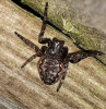 Walnut Orbweb Spider. Nuctenea umbratica