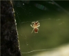 Atypus affinis Spiderling 2