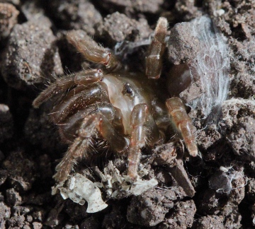 Atypus affinis (opened purseweb) Copyright: MG