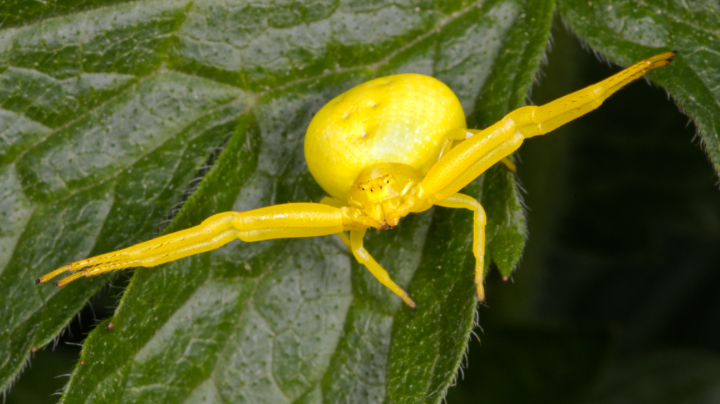 Yellow Crab Spider female Copyright: Peter Nest