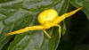 Yellow Crab Spider female