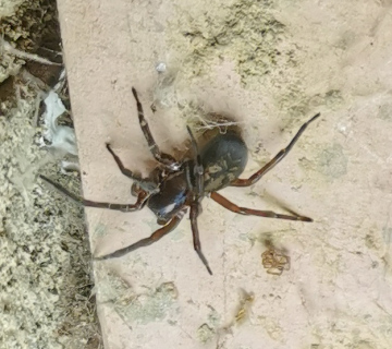East Grinstead spider found in garage Copyright: Stuart Palmer