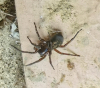 East Grinstead spider found in garage