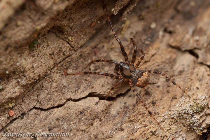 Ero cambridgei (f) Copyright: Tone Killick