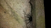 Is this a tube web spider
