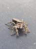 Marpissa Muscosa Female - Fencepost jumping spider UK