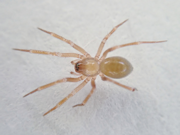 Centromerus prudens female Copyright: Tylan Berry