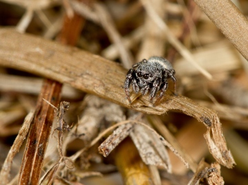 Bianor aurocinctus female from pile of dry grass in a dry meadow Copyright: Evan Jones