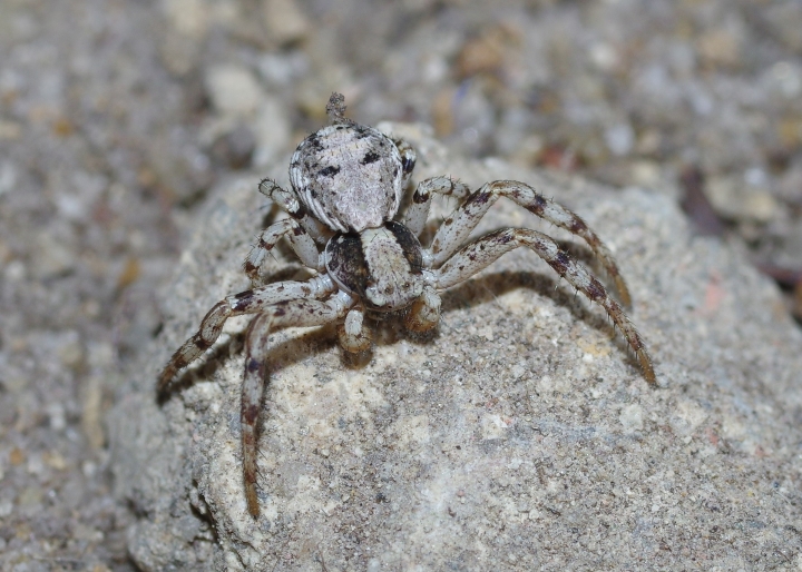 Xysticus sabulosus male MW 2 Copyright: Michael Waite