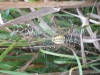 Argiope bruennichi male and female Ely