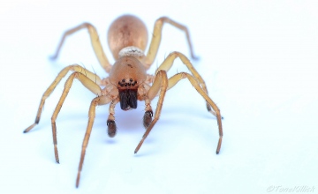 Clubiona  terrestris with parasitica Copyright: Tone Killick