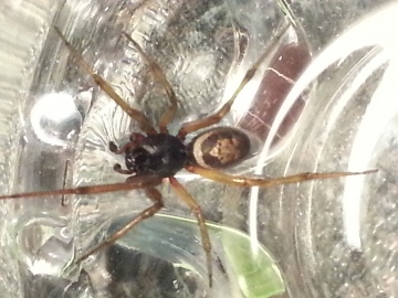 Possible False Widow Spider in Huntingdon Copyright: Maurice Allain