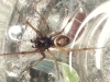 Possible False Widow Spider in Huntingdon