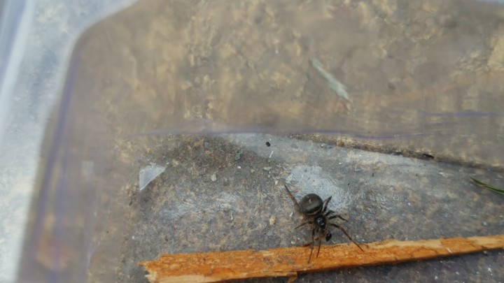 Steatoda found in stockport on my fence Copyright: Paul Murray