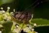 Close up of harvestman drinking nectar
