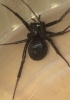 Spider in CORNWALL