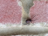 Spider on brick
