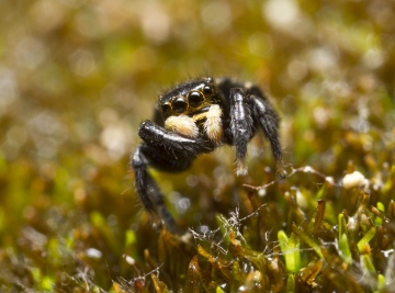 Euophrys herbigrada Copyright: Evan Jones