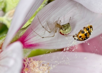 Enoplognatha ovata with Harleqin Ladybird Copyright: Evan Jones